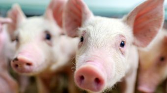 Efectos de la suplementación con PorcinLac P en lechones lactantes