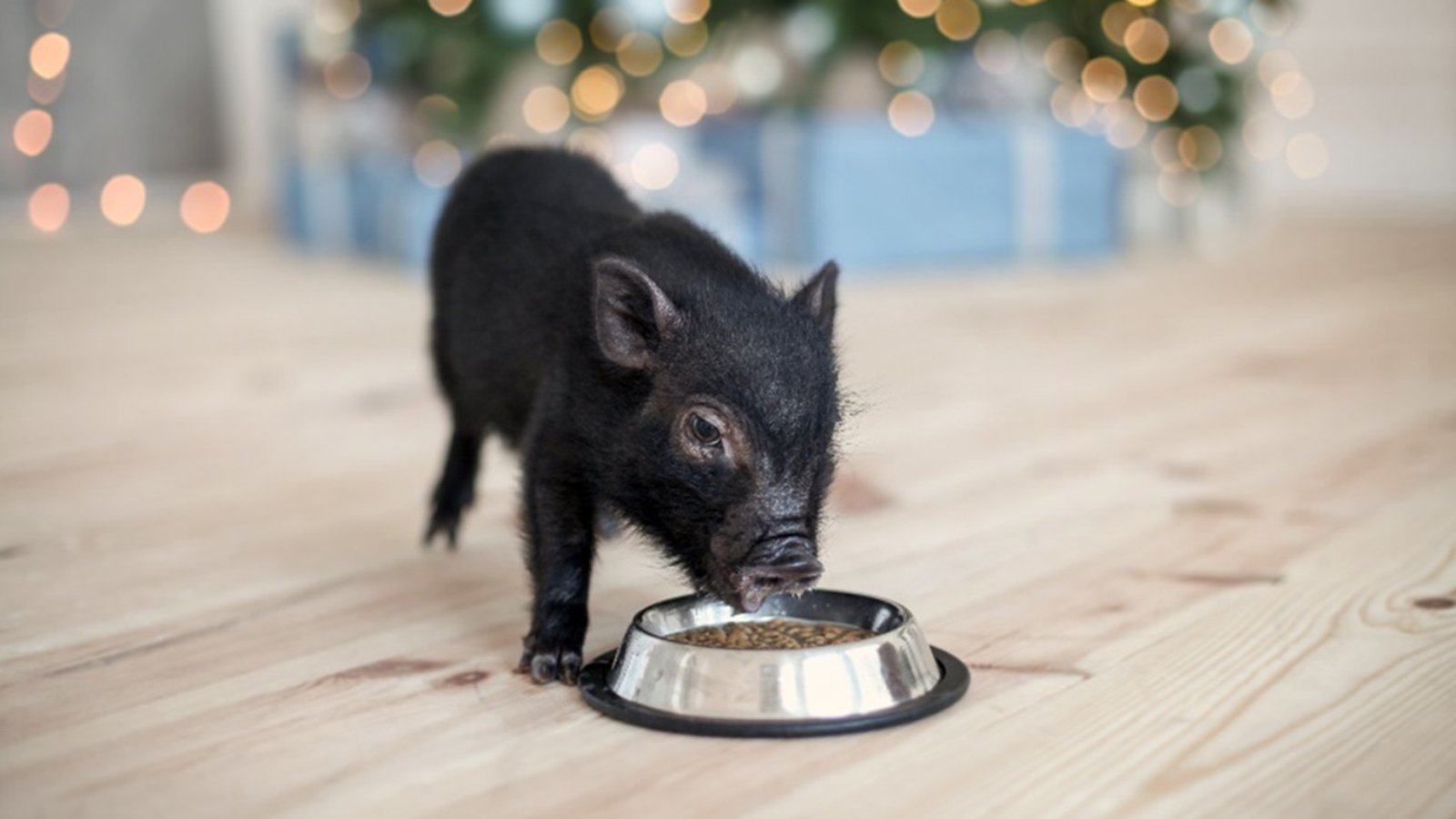 La Importancia de la Nutricion en el MiniPig