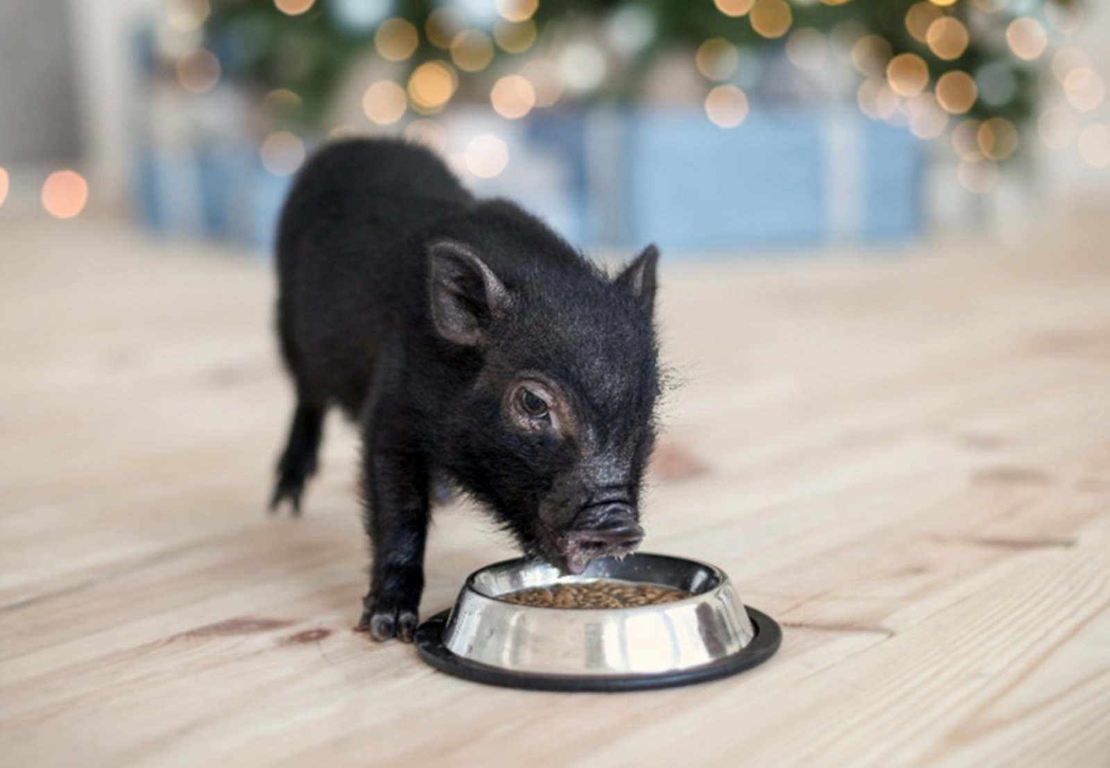 La Importancia de la Nutricion en el MiniPig